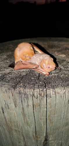 Eastern Red Bat photographed in South Carolina