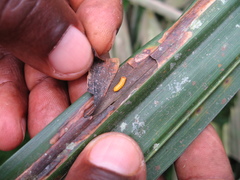 Coelaenomenodera lameensis