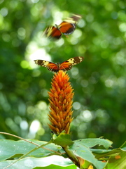Heliconius hecale melicerta