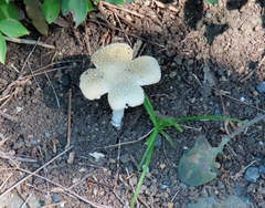 ウスキテングタケ