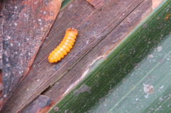 Coelaenomenodera lameensis