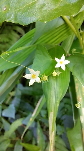 Image of Zehneria japonica by (c) CYL, some rights reserved (CC BY)
