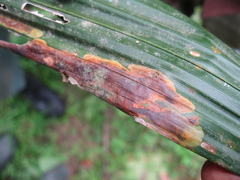 Coelaenomenodera lameensis