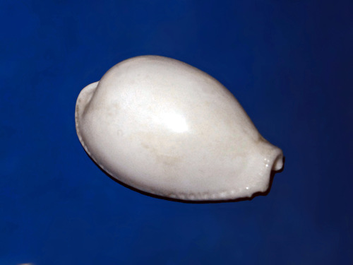 Ivory Cowry