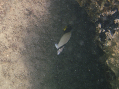 Chaetodon decussatus