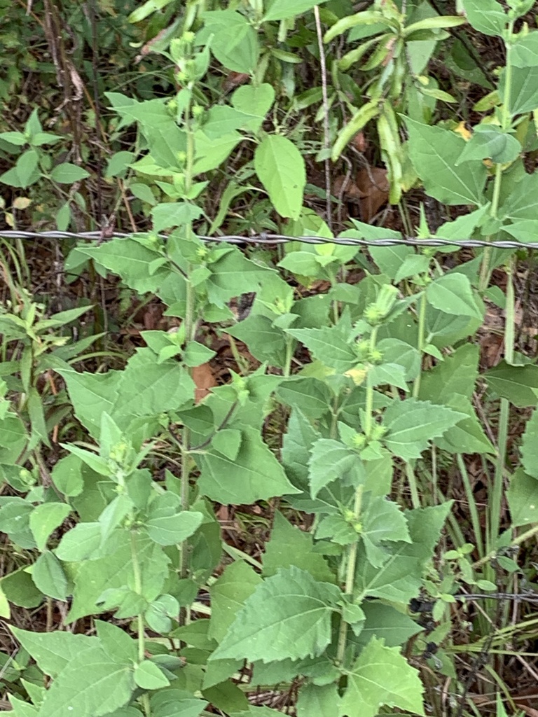 Sumpweed from camp mohawk, Alvin, TX, US on September 16, 2023 at 11:38 ...