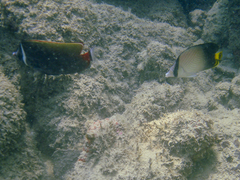 Chaetodon decussatus