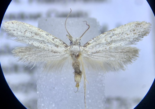 Nemapogon roburella