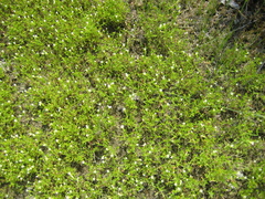 Gratiola quartermaniae