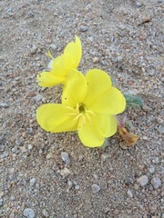 Oenothera primiveris