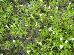 Gratiola quartermaniae