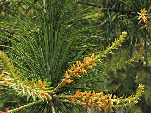 Image of Pinus morrisonicola by (c) Jacy Chen, some rights reserved (CC BY)