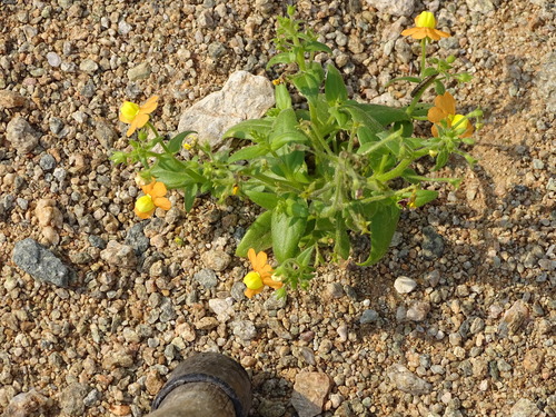 Image of Nemesia williamsonii by (c) Shaun Swanepoel, some rights reserved (CC BY)