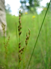 Juncus secundus