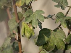 Gossypium herbaceum