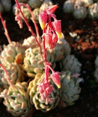 Echeveria elegans