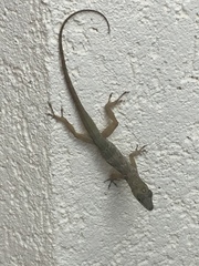 Anolis aeneus