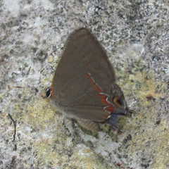 Calycopis isobeon