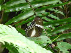 Hypolimnas salmacis salmacis