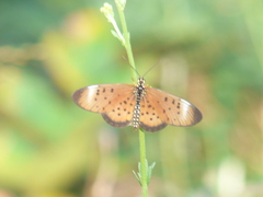Acraea oncaea