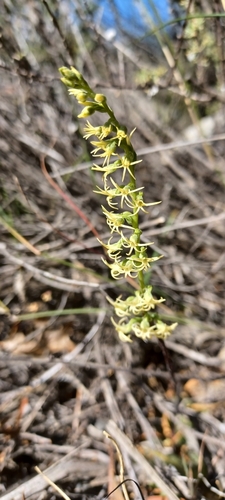 Image of Holothrix secunda by (c) Danie Palm, some rights reserved (CC BY)