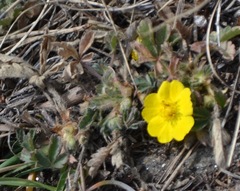 Potentilla verna