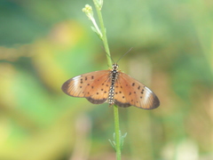 Acraea oncaea