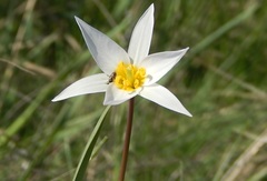 Tulipa patens