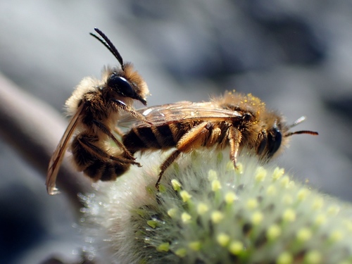 Yellow-legged Mining Bee, photo 4 of 10