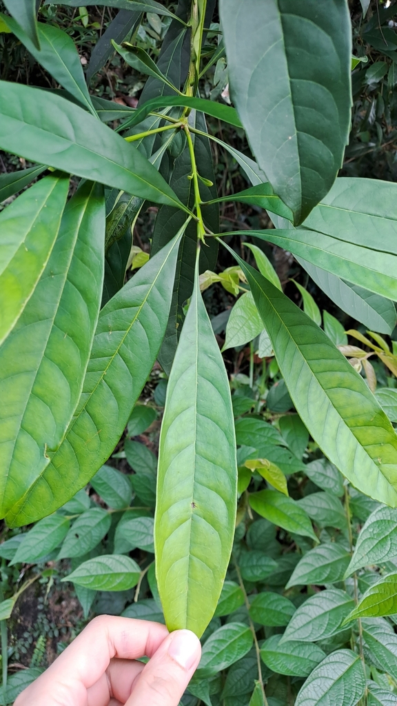 Chengiodendron