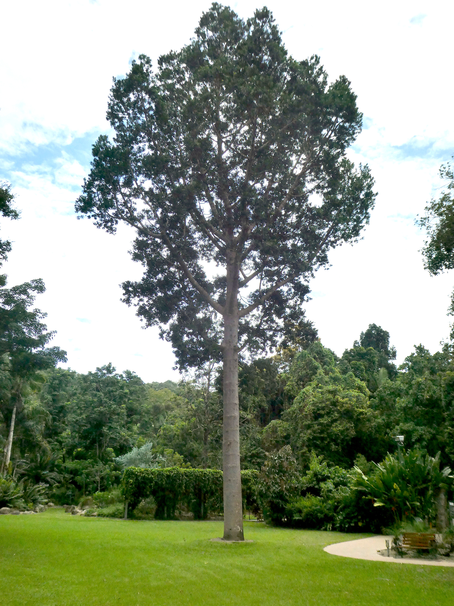 Agathis robusta