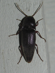 Diplostethus