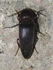 Diplostethus