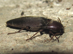 Diplostethus
