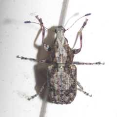 Meconemus infuscatus