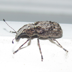 Meconemus infuscatus