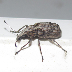 Meconemus infuscatus
