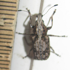 Meconemus infuscatus