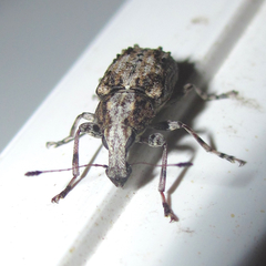 Meconemus infuscatus
