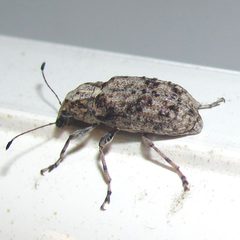 Meconemus infuscatus