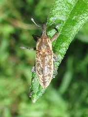 Lixus scrobicollis