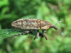 Lixus scrobicollis