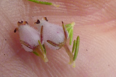 Erica pubigera