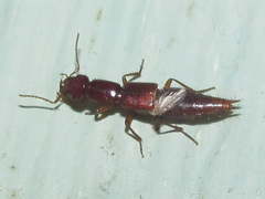 Biocrypta prospiciens