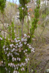 Erica pubigera