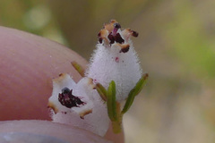 Erica pubigera