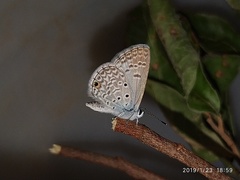 Hemiargus hanno hanno