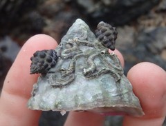 Astralium tentoriiforme