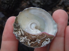 Astralium tentoriiforme