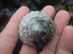 Astralium tentoriiforme